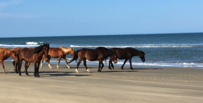 Corolla horses