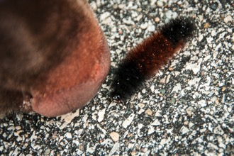 Phidy caterpillar